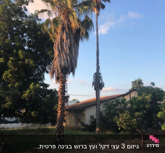 עץ דקל עם סולם לידו לגיזום ענפים יבשים